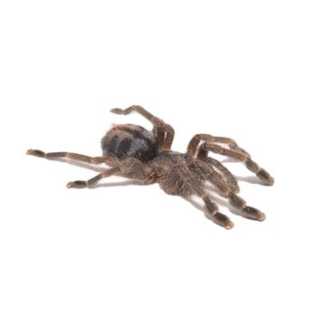 Puerto Rican Pink-Toe Tarantula